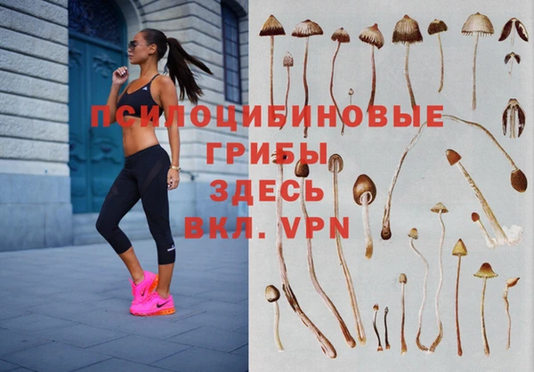 гашик Верея